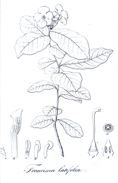 File:Brunsfeldia latifolia Pohl2.png