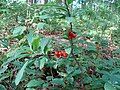 Forest fruits (Daphne mezereum) in Bulgarka Nature Park