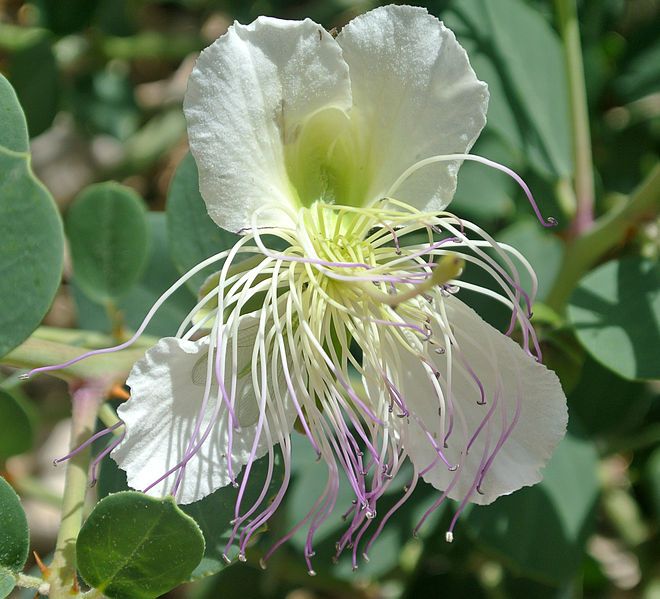 File:Capparis spinosa Negev.JPG