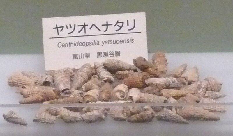 File:Cerithideopsilla yatsuoensis.jpg