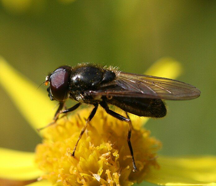 File:Cheilosia bergenstammi (male).jpg