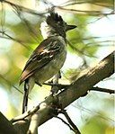 Collared antshrike