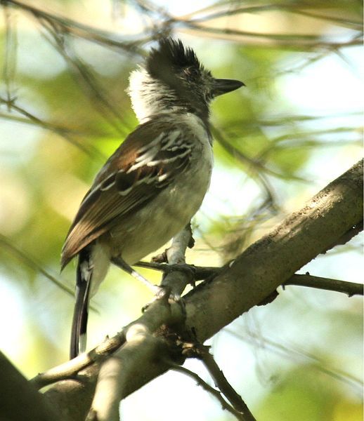 File:CollaredAntshrike.jpg