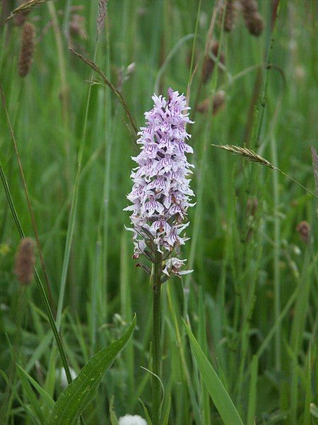 File:Common orchid.jpg