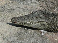 Nile crocodile