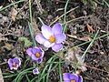 Crocus minimus