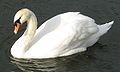 Mute swan