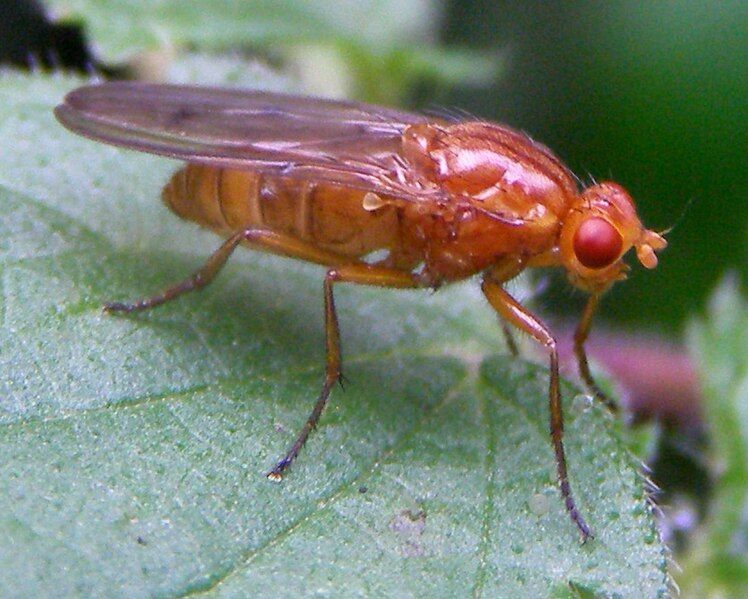 File:Diptera-Dryomyzidae-Neuroctena-anilis-201210240079.JPG