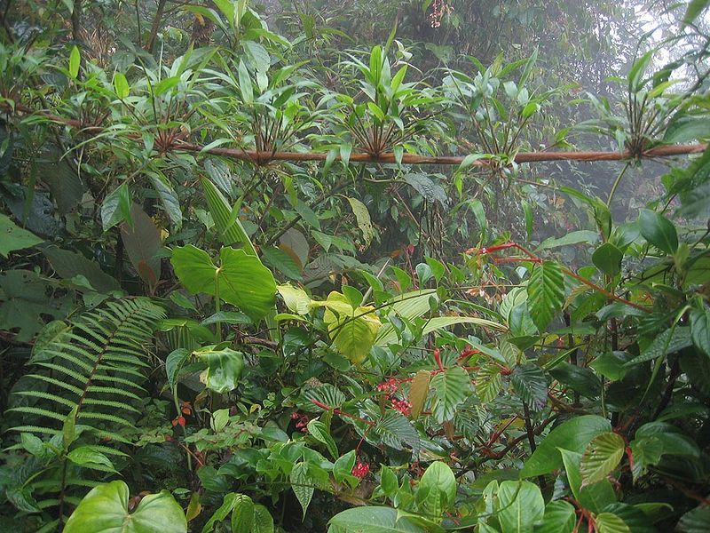 File:DirkvdM cloudforest-jungle.jpg