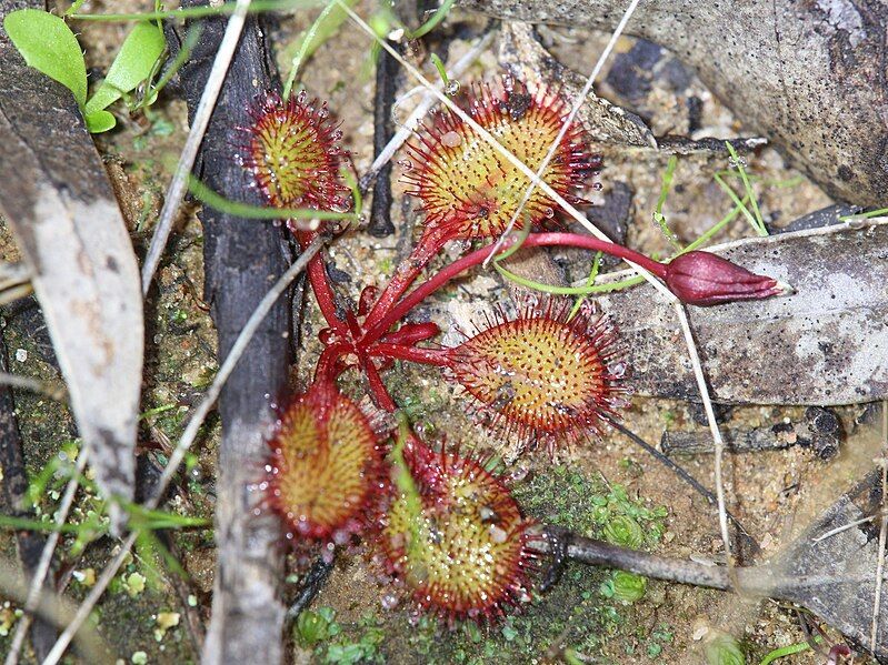 File:Drosera orbiculata.jpg