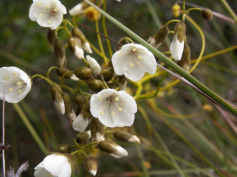 File:Drosera pallida.JPG