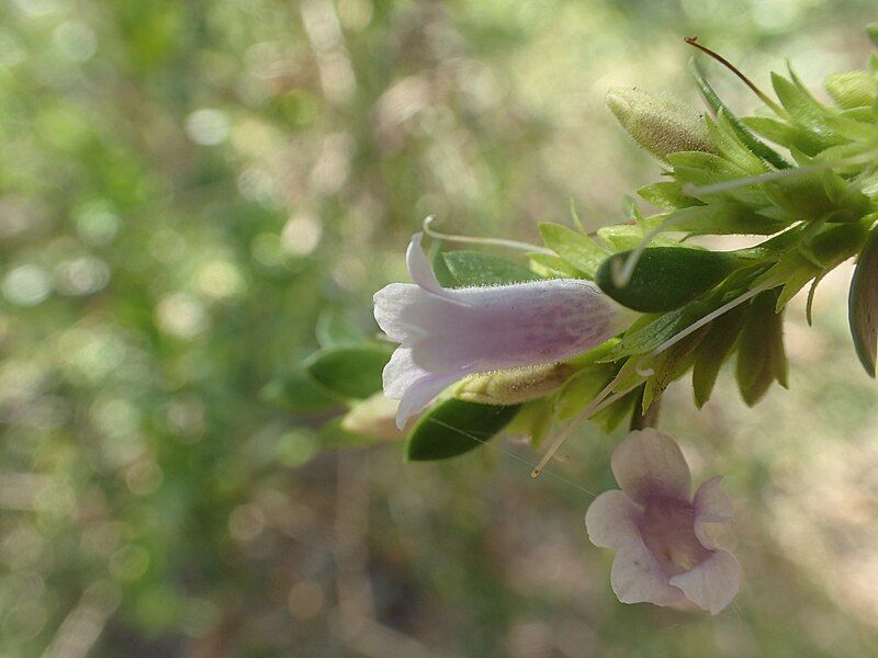 File:Eremophila lactea.jpg