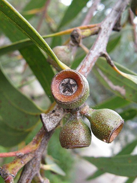 File:Eucalyptus langleyi 1.jpg