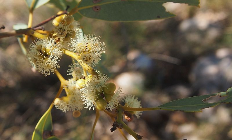 File:Eucalyptus leucophloia flowers.jpg