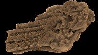 Fanjingshania is a climatiid chondrichthyan from the lower Silurian (Aeronian) described from disarticulated dermoskeletal elements.