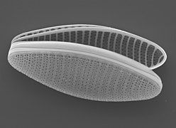 The pennate diatom Fragilariopsis kerguelensis, found throughout the Antarctic Circumpolar Current, is a key driver of the global silicate pump.[129]