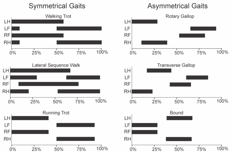 File:Gait graphs v2.png