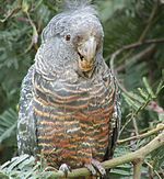 Gang-gang cockatoo