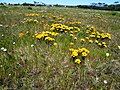 Gazania pectinata in habitat in Cape Town.