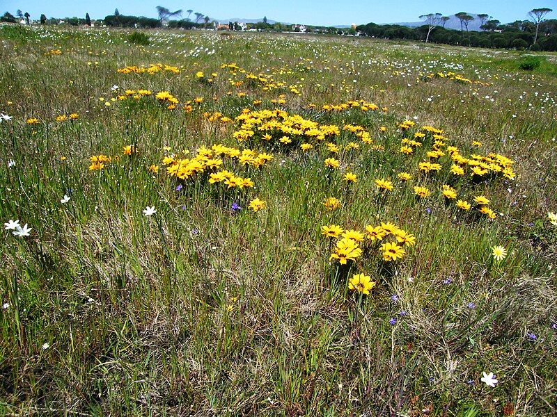 File:Gazania pectinata botterblom.JPG