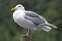 A glaucous gull