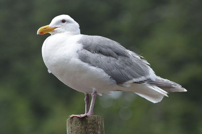 File:Glaucous-winged Gull (14580415262).jpg