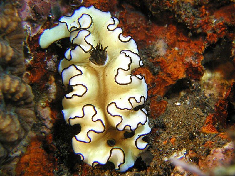 File:Glossodoris atromarginata.jpg