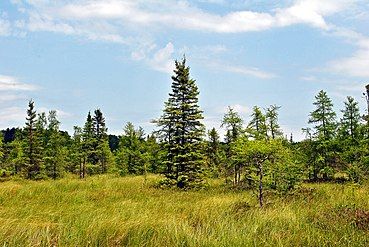 Black spruce and tamarack muskeg at the north end of Grandma Lake