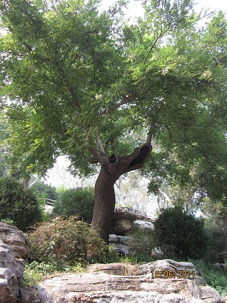 File:Guiltyscholartree.JPG