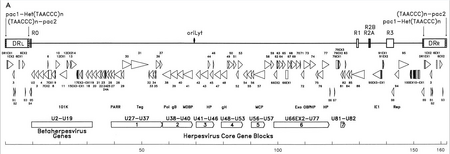 HHV-6 genome