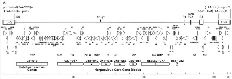 File:HHV-6B genome map.png