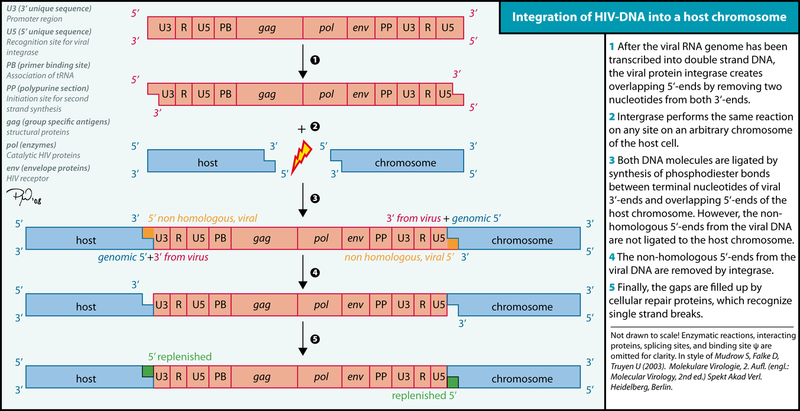 File:HIV genome integration.png