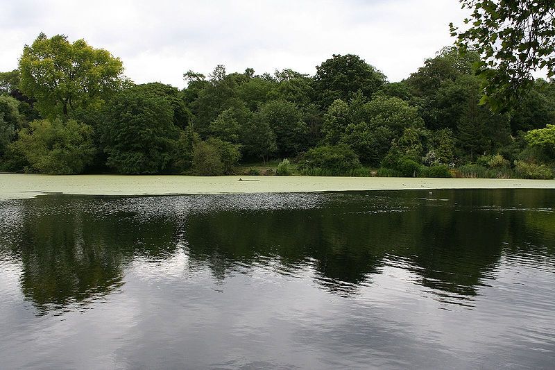 File:Hampstead Ponds (171329664).jpg