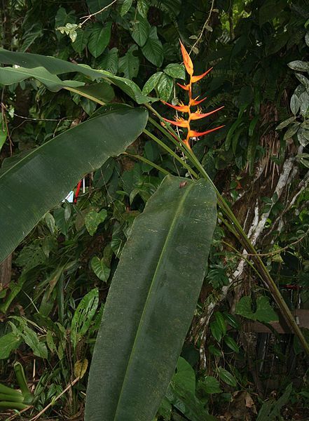 File:Heliconia latispatha 2.jpg