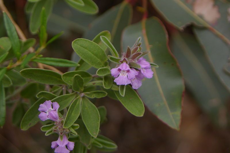 File:Hemigenia incana gnangarra.JPG