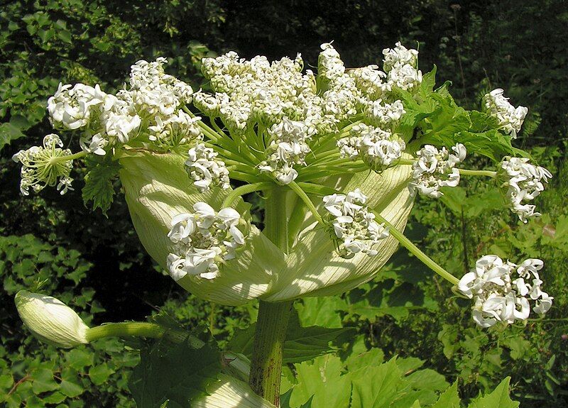 File:Heracleum sosnowskyi20090702 100.jpg