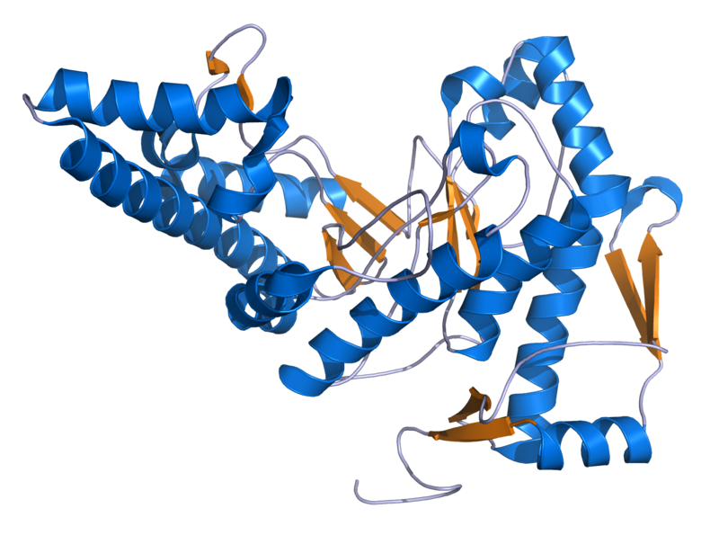 File:Hyaluronidase 1 2PE4.png