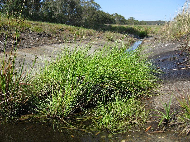 File:Isolepis inundata.jpg