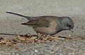 Gray-headed Dark-eyed Junco, Northern New Mexico College, Española