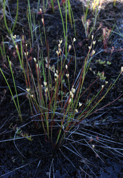 File:Juncus stygius inat3.png