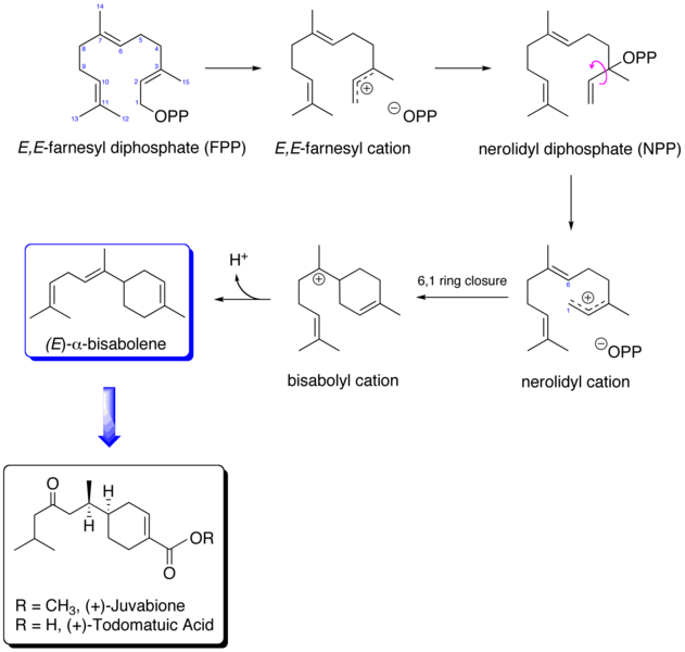 File:Juvabione biosynthetic pathway.png