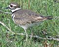 Greater Charadrius vociferus