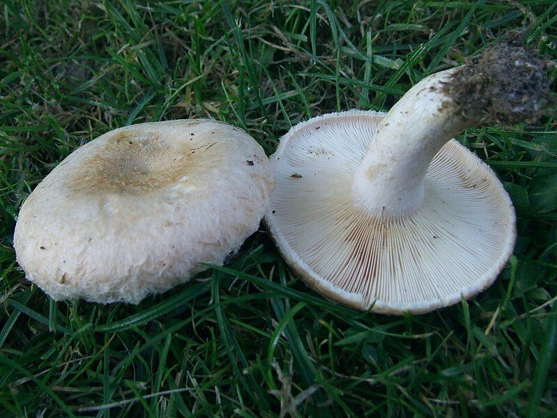 File:Lactarius pubescens a1.jpg