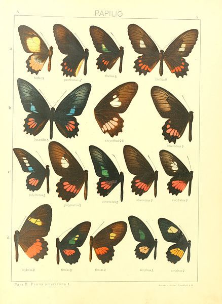 File:Macrolepidoptera15seit 0019.jpg