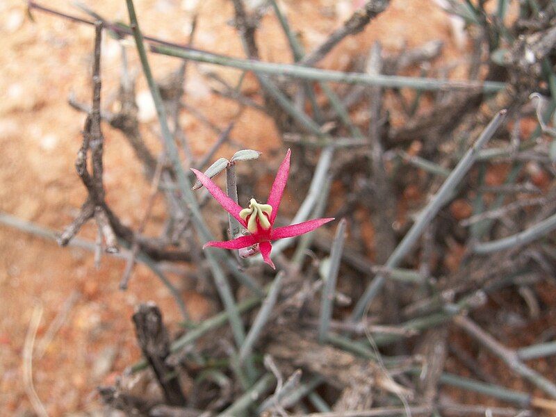 File:Microloma calycinum PICT2490.JPG