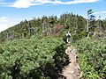 The trail to the northern peak of Mount Yoko, surrounded by Japanese creeping pine