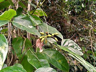 Flower buds