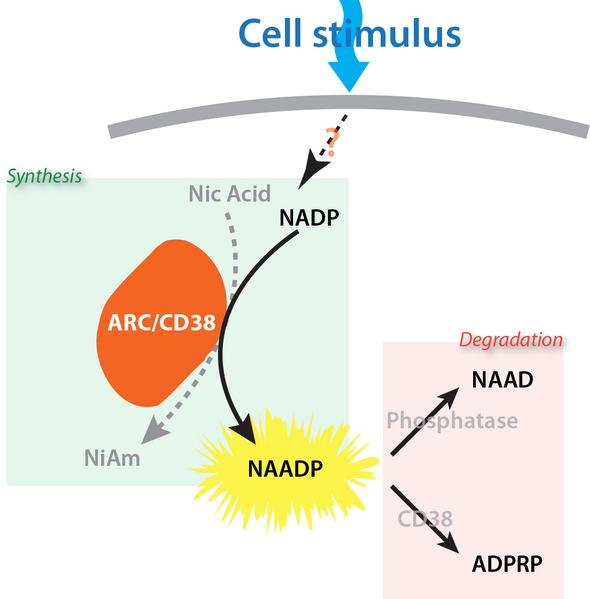 File:NAADP metabolism.png