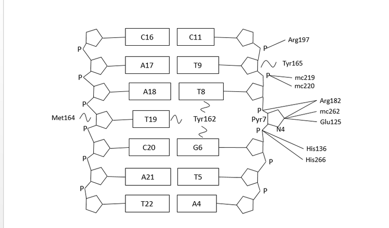 File:Nucleotide Flipping (2).png