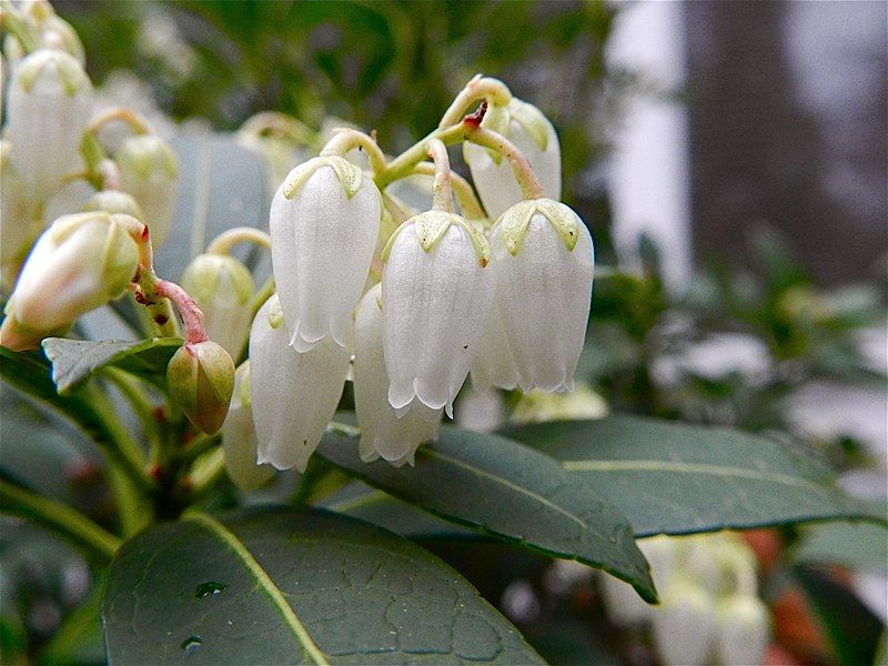 File:Pieris japonica (1).jpg